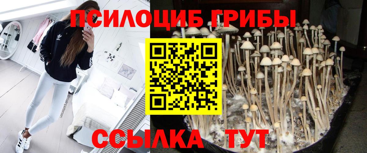 Галлюциногенные грибы Psilocybe Белгород
